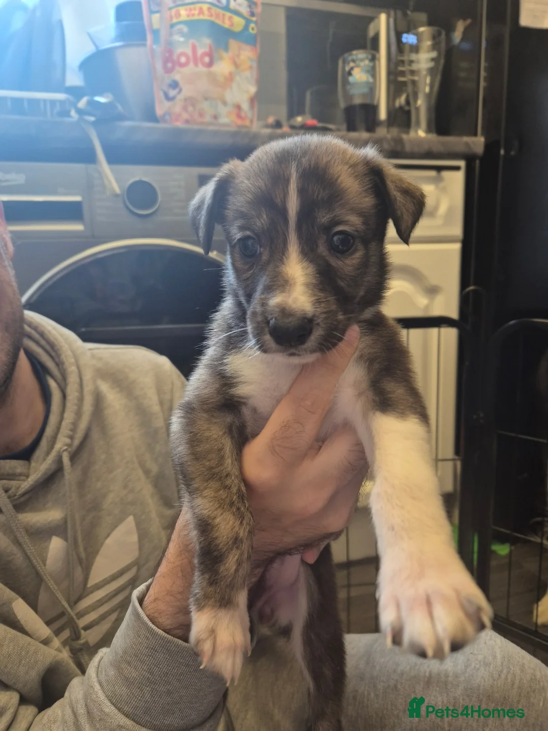 Mixed Breed dogs for sale: Mix breed lurcher and border collie - Advert 2
