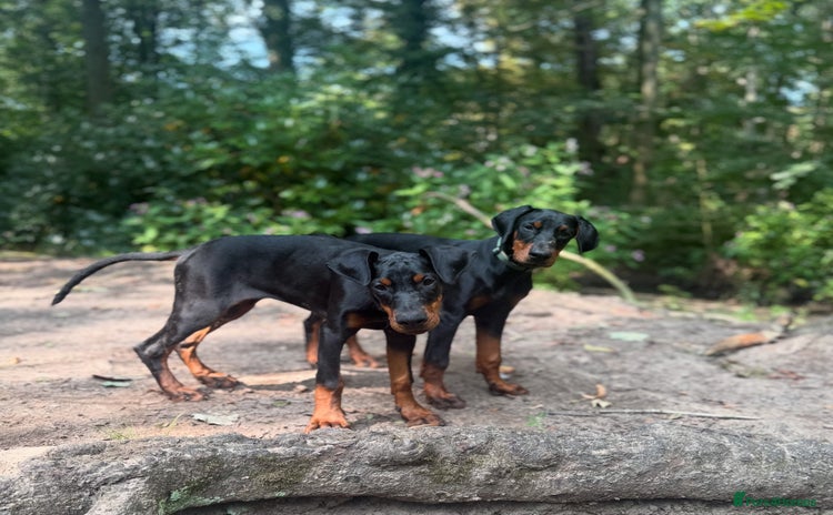 Dobermann dogs in Ormskirk - Advert 3