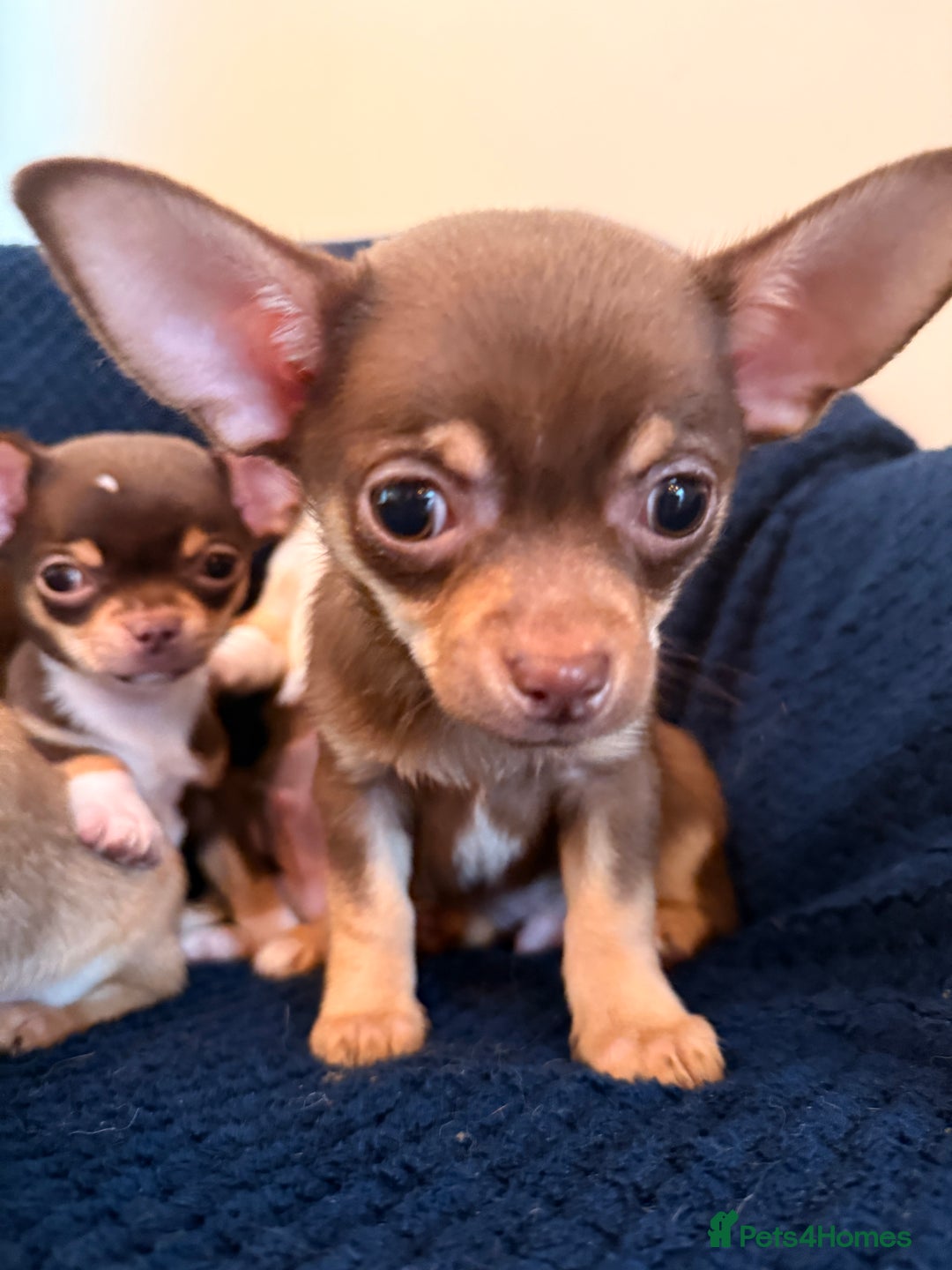 Chihuahua dogs for sale: Small Chihuahua puppies available today - Advert 6