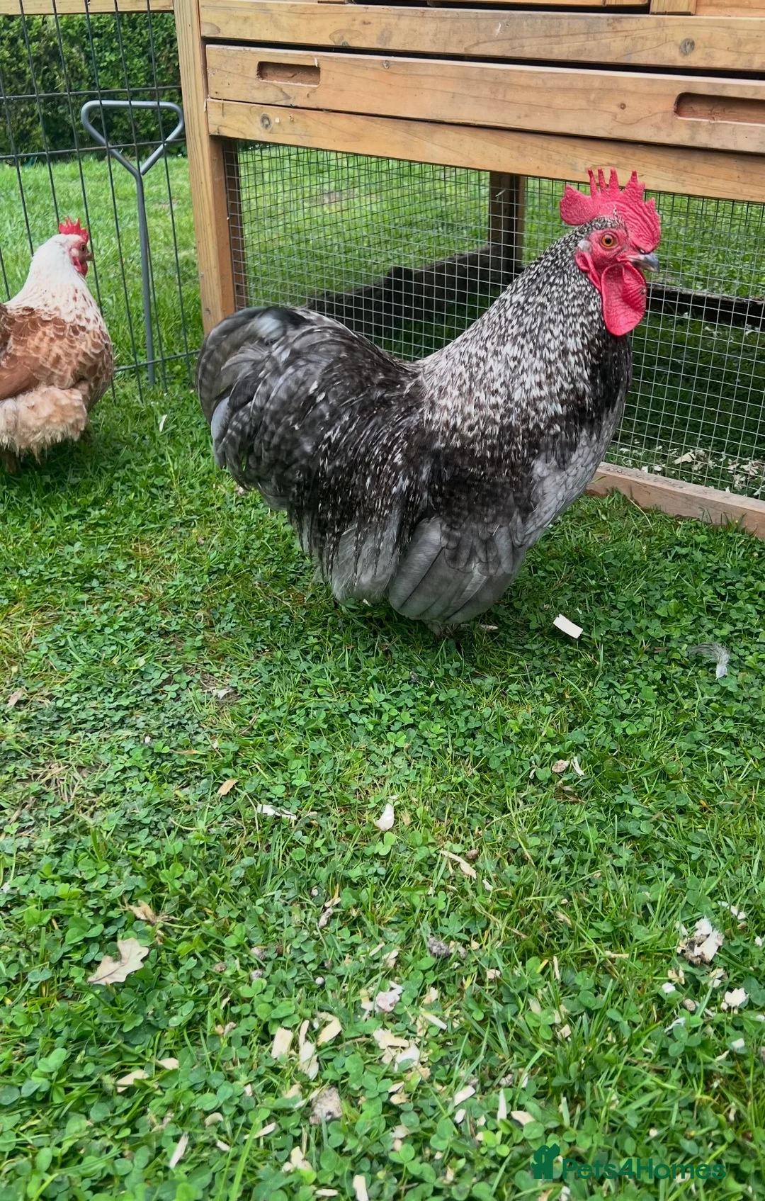 Chickens poultry for sale: Pekin Hatching Eggs for Sale in Mayfield - Advert 2