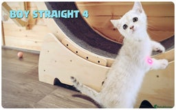 Scottish Fold cats for sale: Scottish Fold Kittens (Delivery  available) - Image 12