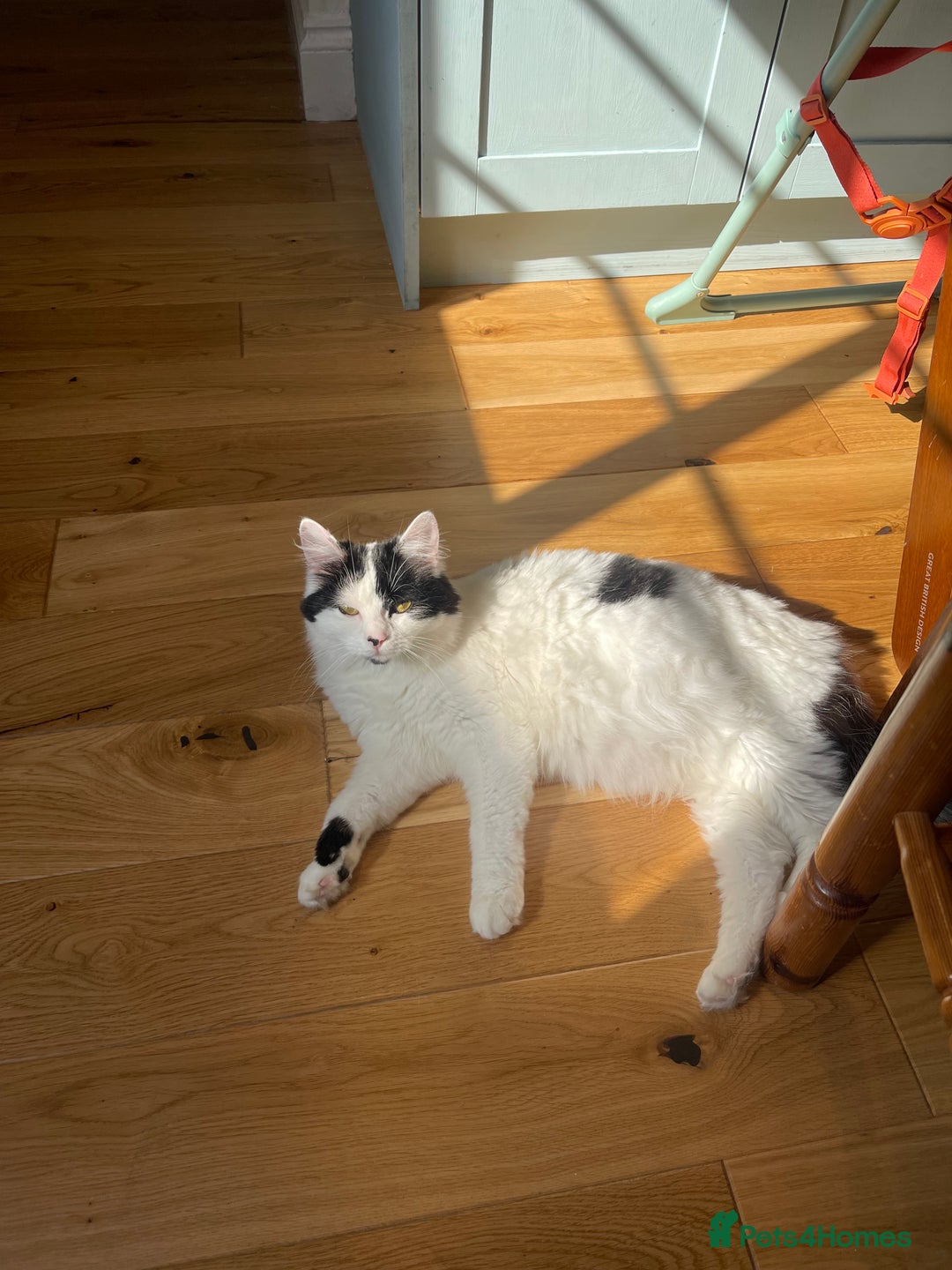 Domestic Shorthair cats for sale: Black & white kittens ready mid jan.  - Advert 2