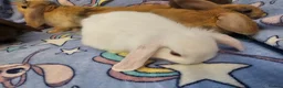 Mixed Breed rabbits for sale: 8 babies bunnies - Advert 6