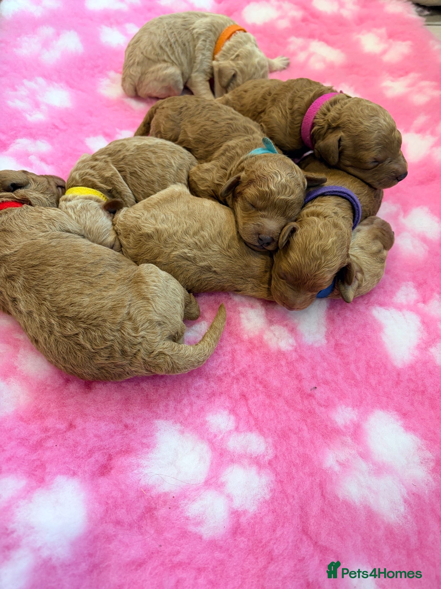 Labradoodle dogs for sale: Beautiful Miniature Labradoodle Puppies for sale  - Advert 1
