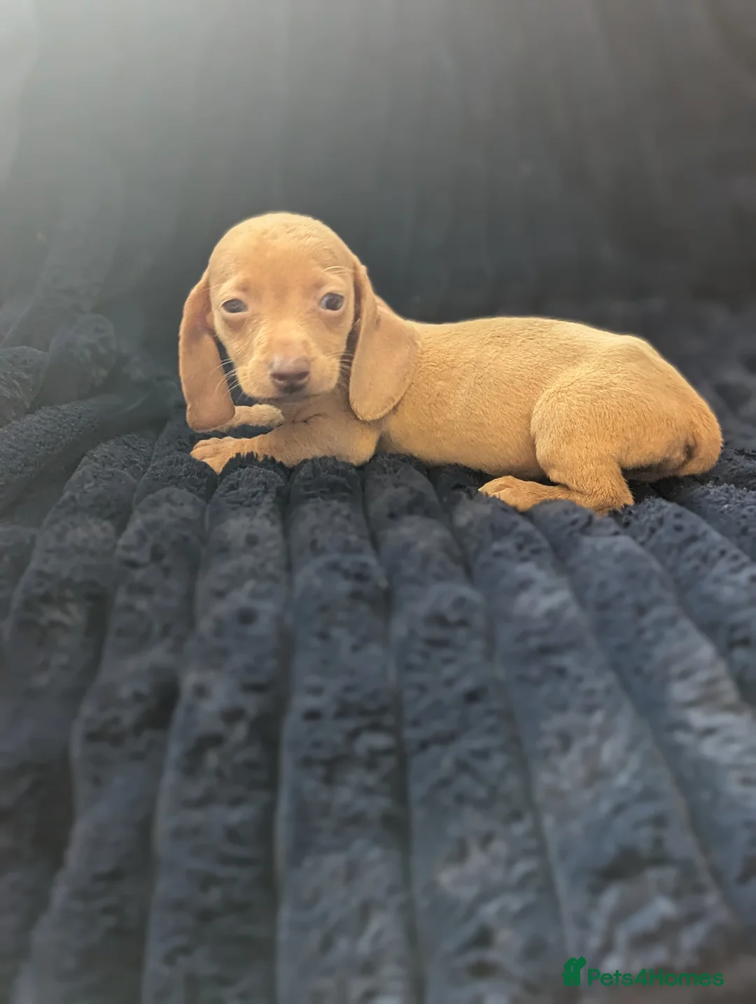 Miniature Dachshund dogs for sale: Miniature dachshund puppies  - Advert 5