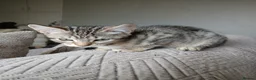 Bengal cats for sale: 3/4 Bengal Kittens - Advert 8