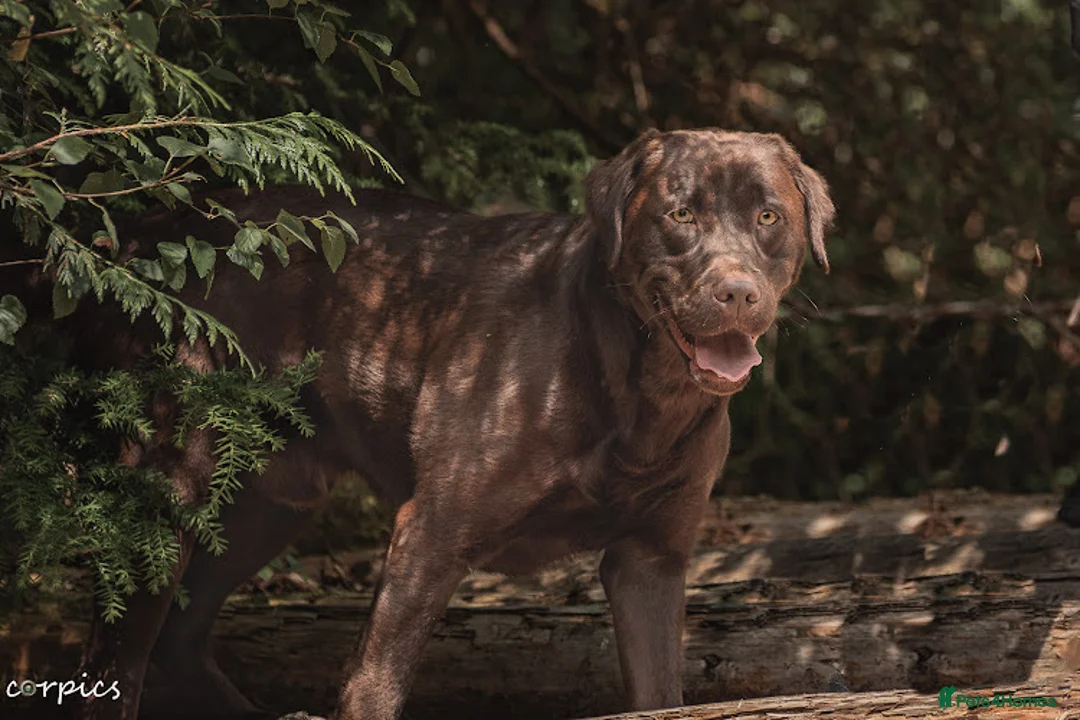 Labrador Retriever dogs for stud: proven health tested chocolate Labrador for stud in Abertillery - Advert 7