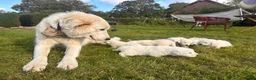 Maremma Sheepdog dogs for sale: A Rare Opportunity to Welcome a Maremma Sheepdog - Advert 10