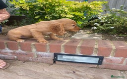 Cocker Spaniel dogs for sale: Gorgeous Adorable Golden Type Cocker  Spaniel  - Image 7