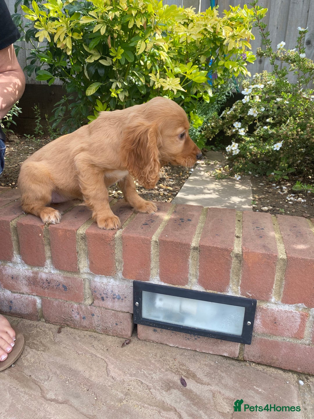 Cocker Spaniel dogs for sale: Gorgeous Adorable Golden Type Cocker  Spaniel  - Image 7