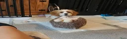 Cavalier King Charles Spaniel dogs for sale: 4 month old puppy in Brighton - Advert 3