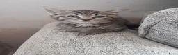 Mixed Breed cats for sale: Tabby and tortie kittens - Advert 5