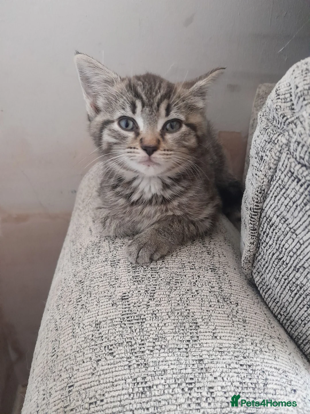 Mixed Breed cats for sale: Tabby and tortie kittens - Advert 5