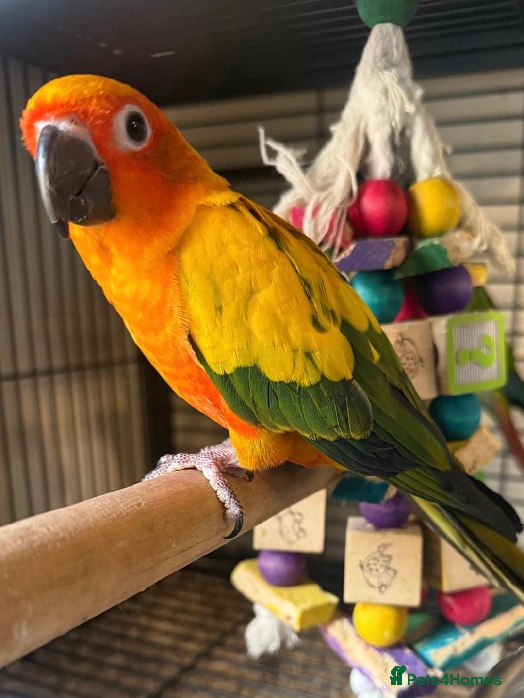 Conures birds for sale: Hand Reared Baby Sun & Yellow Sided  Conures  - Image 4