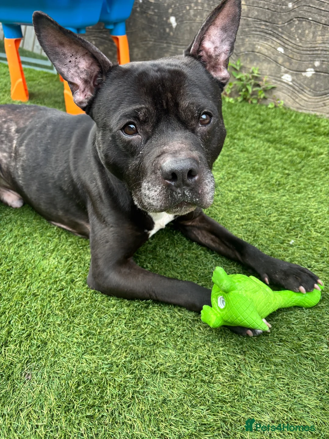 Mixed Breed dogs for sale: Staffie x Frenchie for sale  in Bristol - Advert 7