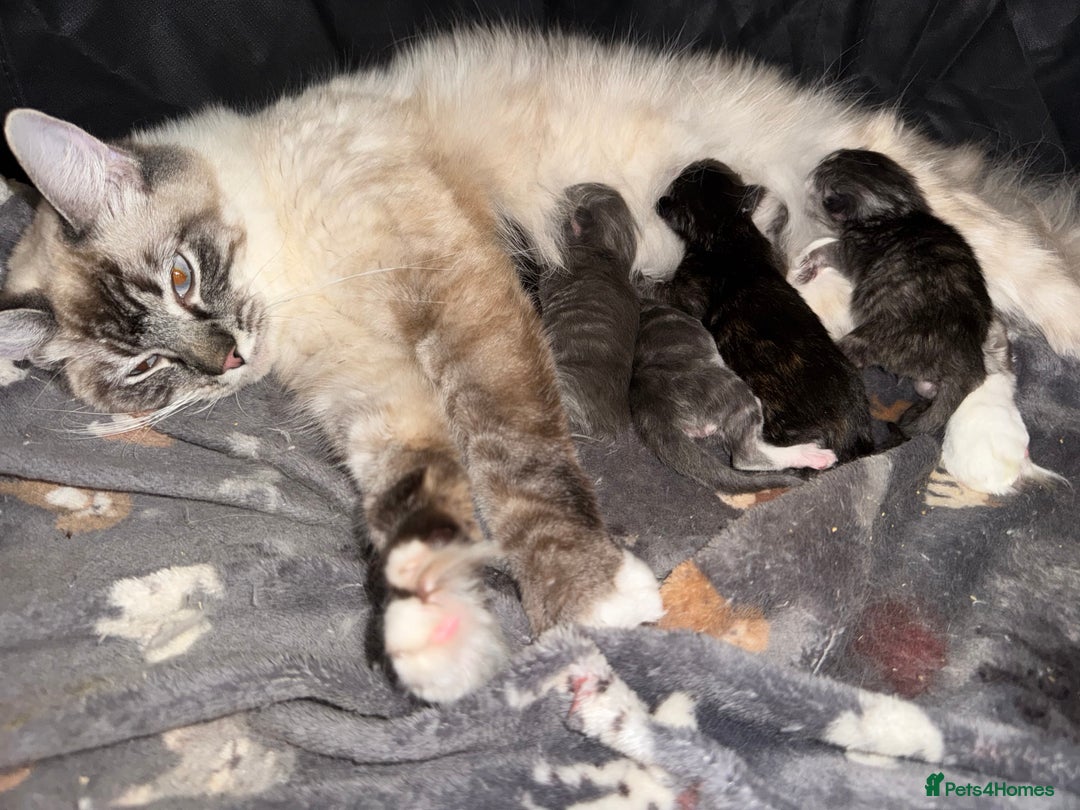 Ragcoon cats for sale: Gorgeous Mainecoon x Ragdoll kittens  - Image 11