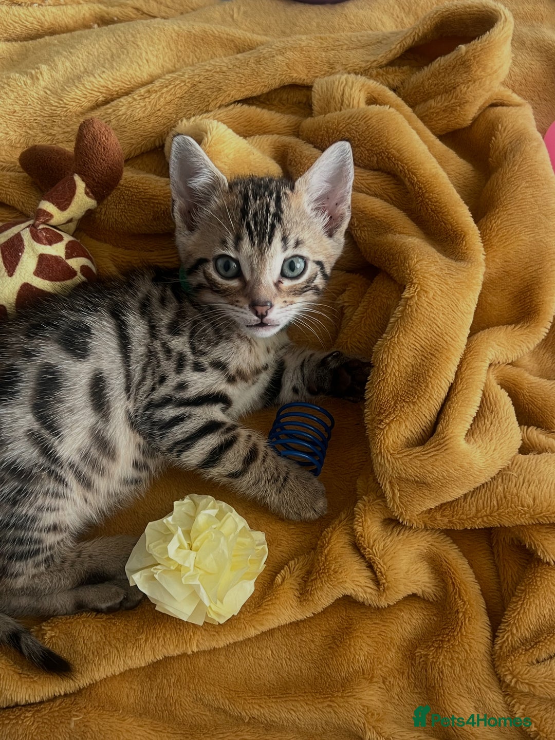 Bengal cats for sale: 3 Bengals for sale - Image 5