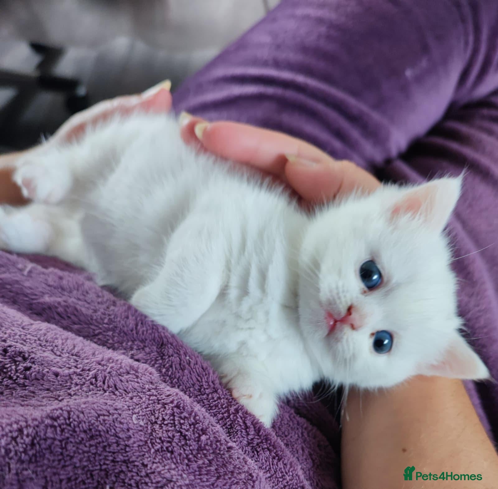 British Shorthair cats for sale: *READY NOW* PURE WHITE BSH KITTEN *LAST ONE* - Advert 6