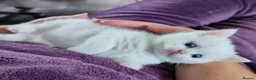 British Shorthair cats for sale: *READY NOW* PURE WHITE BSH KITTEN *LAST ONE* - Advert 2