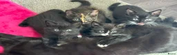 Mixed Breed cats for sale: Beautiful mixed unique kittens - Advert 1