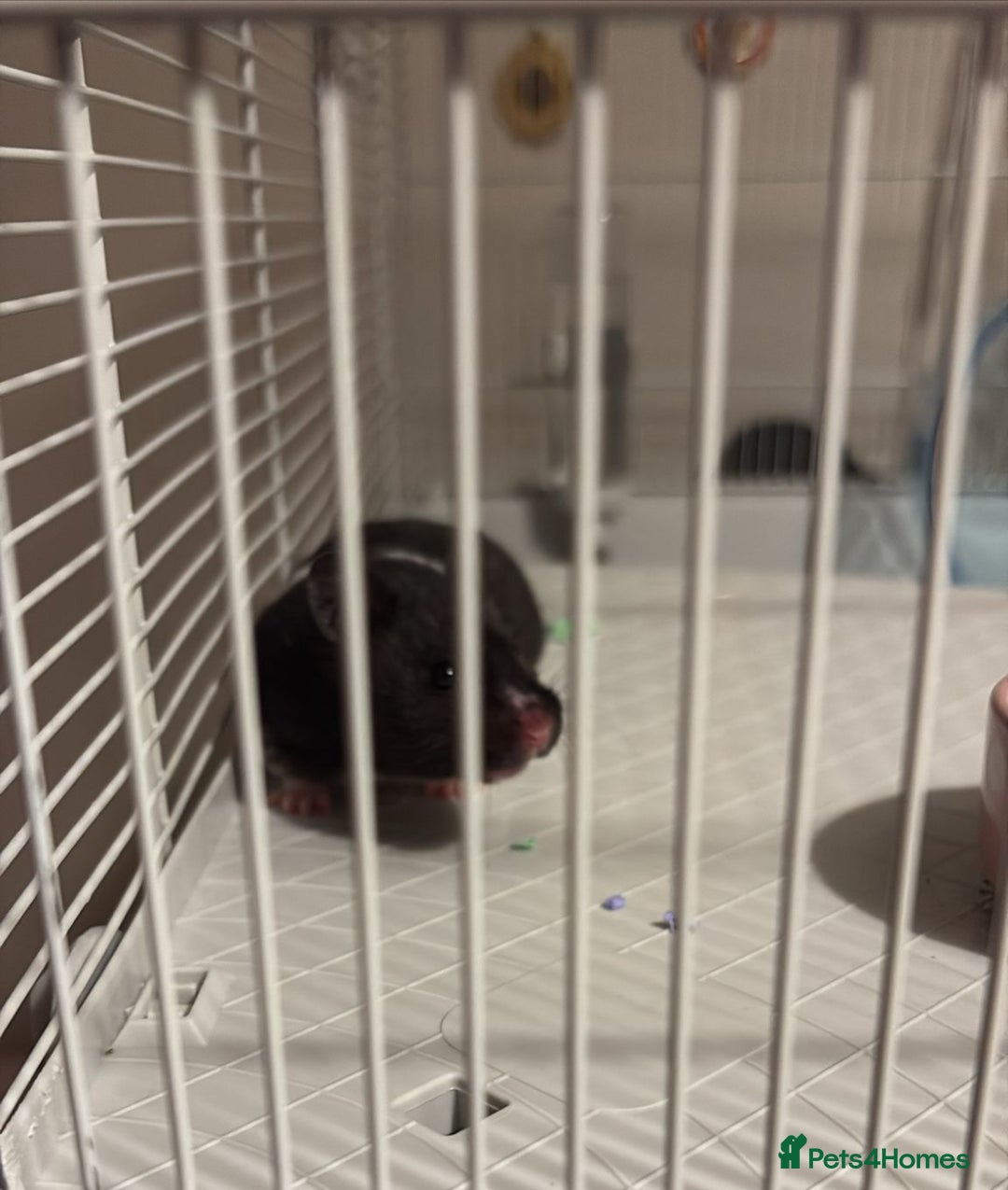 Hamster rodents for sale: Syrian Hamster black and white  - Image 1