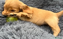 Cocker Spaniel dogs for sale: Show Cocker Puppies - Image 7