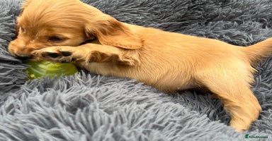 Cocker Spaniel dogs - Advert 10