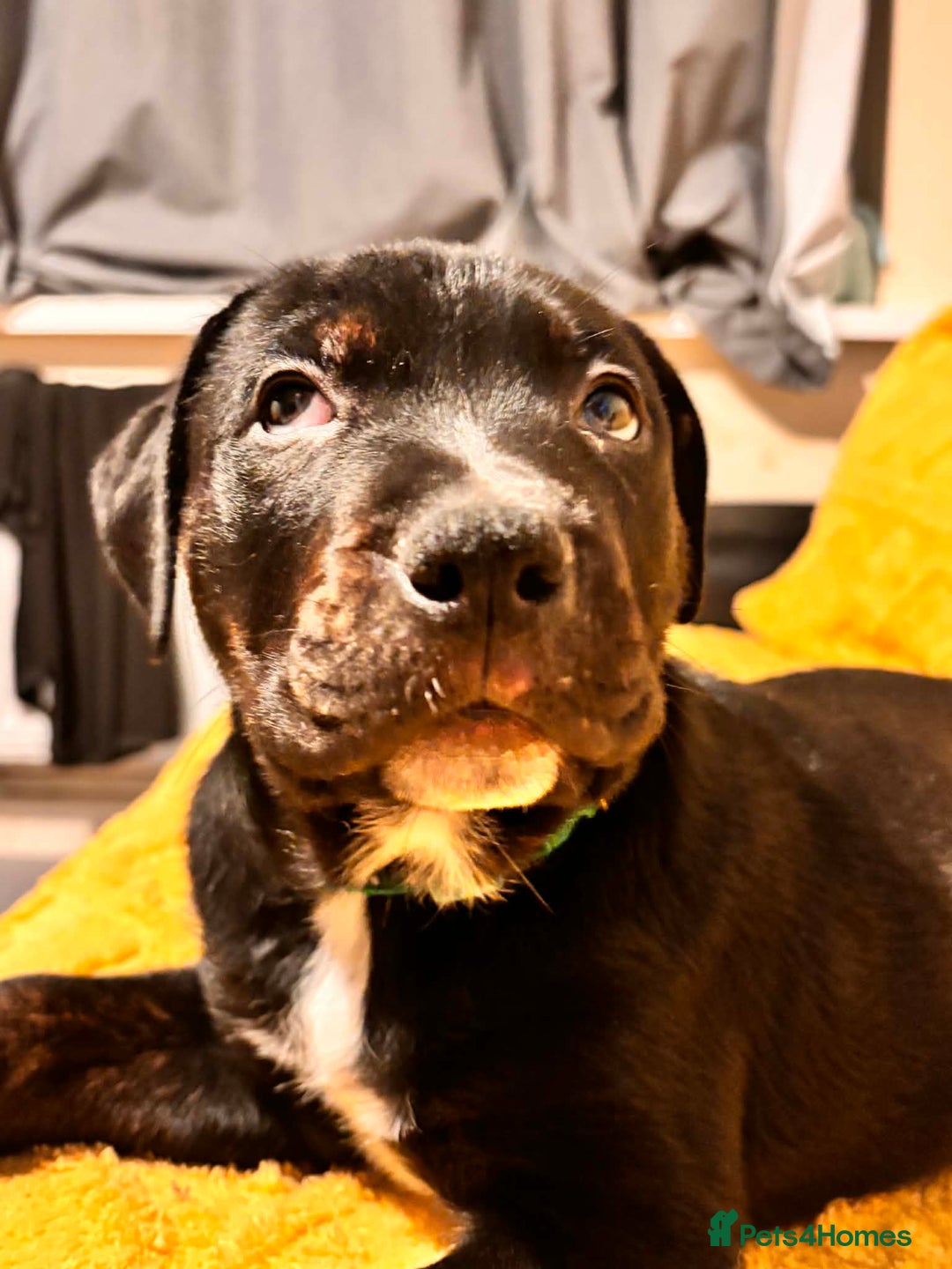 Mixed Breed dogs for sale: 5 lovely rotties x bully puppies - Advert 2