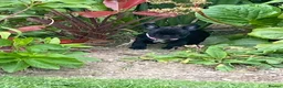 French Bulldog dogs for sale: Quality puppies reared by experienced breeders. - Advert 4