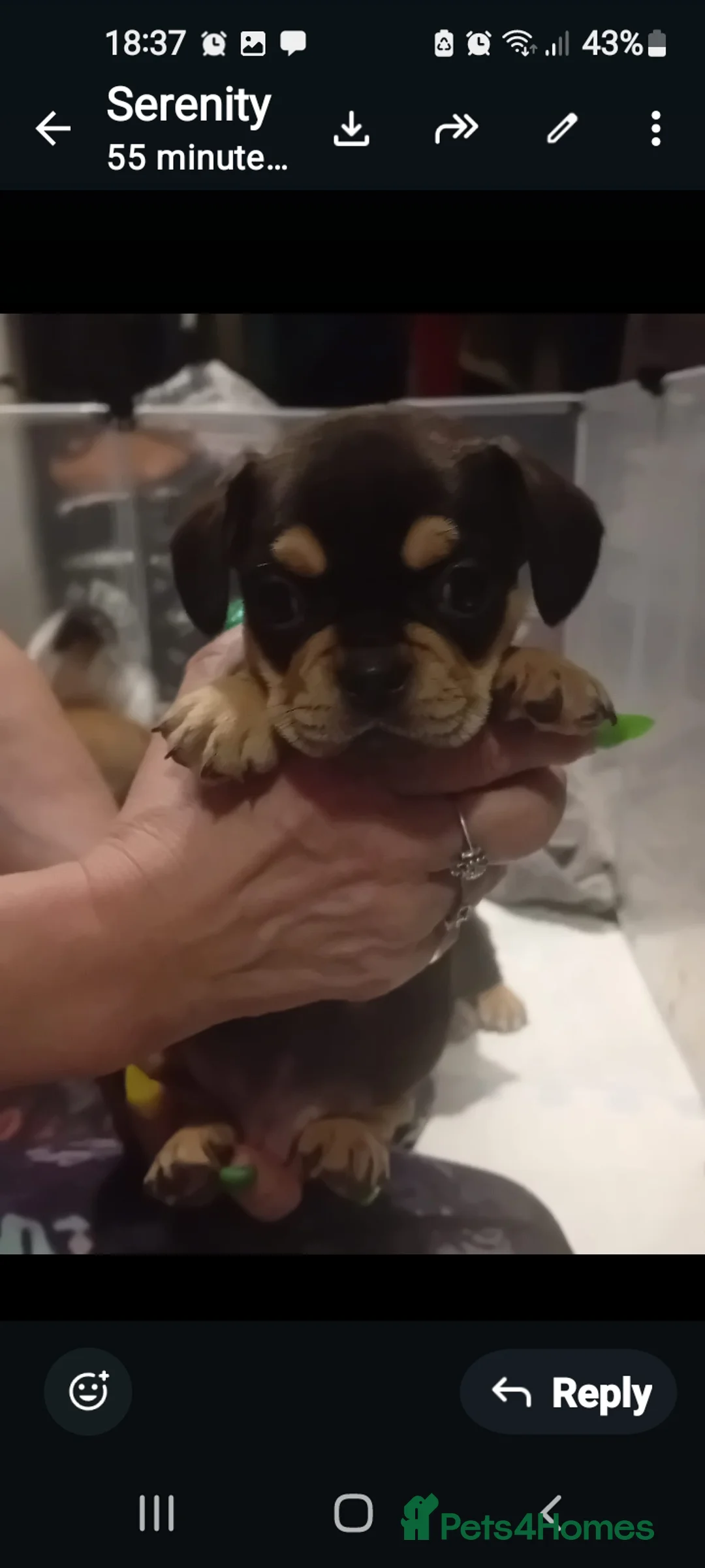 Mixed Breed dogs for sale: French bulldog x puppies  - Advert 2