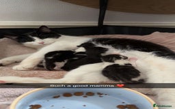 British Shorthair cats for sale: 5 male kittens available  - Image 1