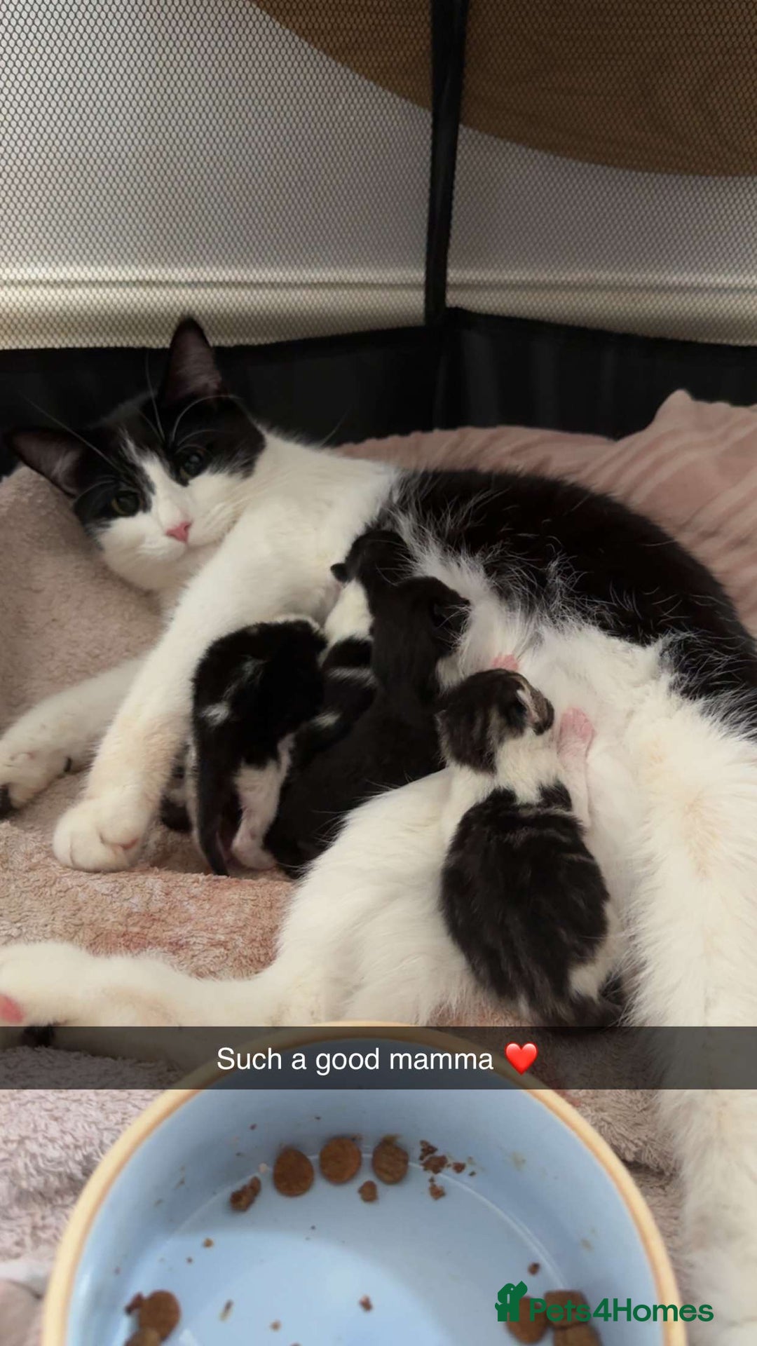 British Shorthair cats for sale: 5 male kittens available  - Image 1