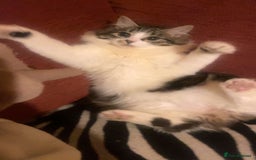 Mixed Breed cats for sale: FOR SALE!! cats and kittens x - Image 14