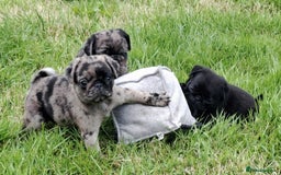 Pug dogs for sale: Pug puppies-Merle, panda and koi - Image 9