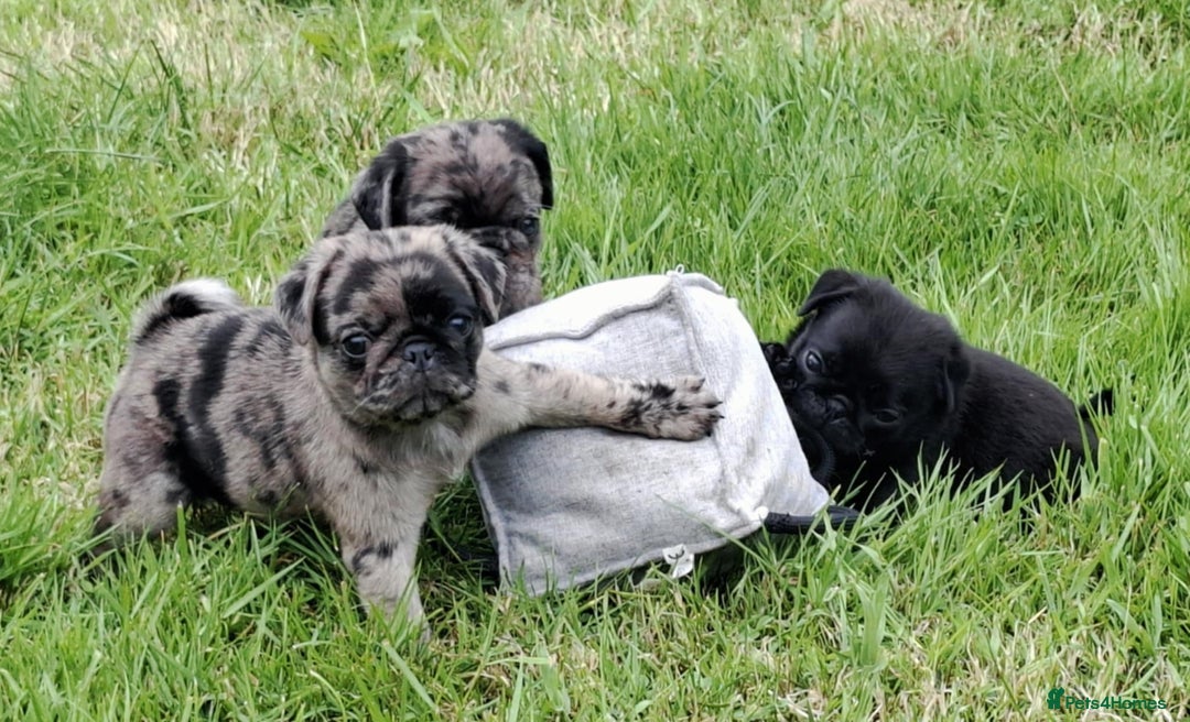 Pug dogs for sale: Pug puppies-Merle, panda and koi - Image 9