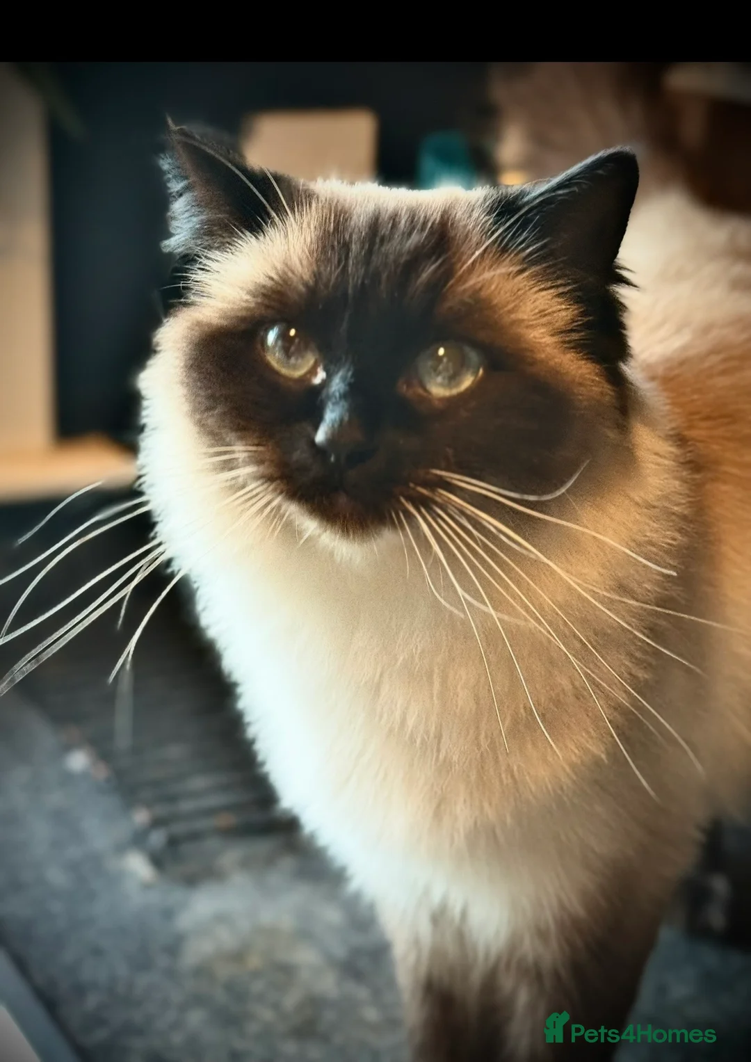 RagaMuffin cats for sale: Fluffy Ragamuffin Kittens - Advert 1