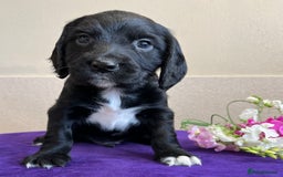 Sprocker dogs for sale: My sweet peas SPECIAL indeed x - Image 9