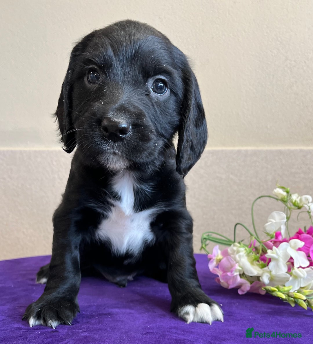 Sprocker dogs for sale: My sweet peas SPECIAL indeed x - Image 9