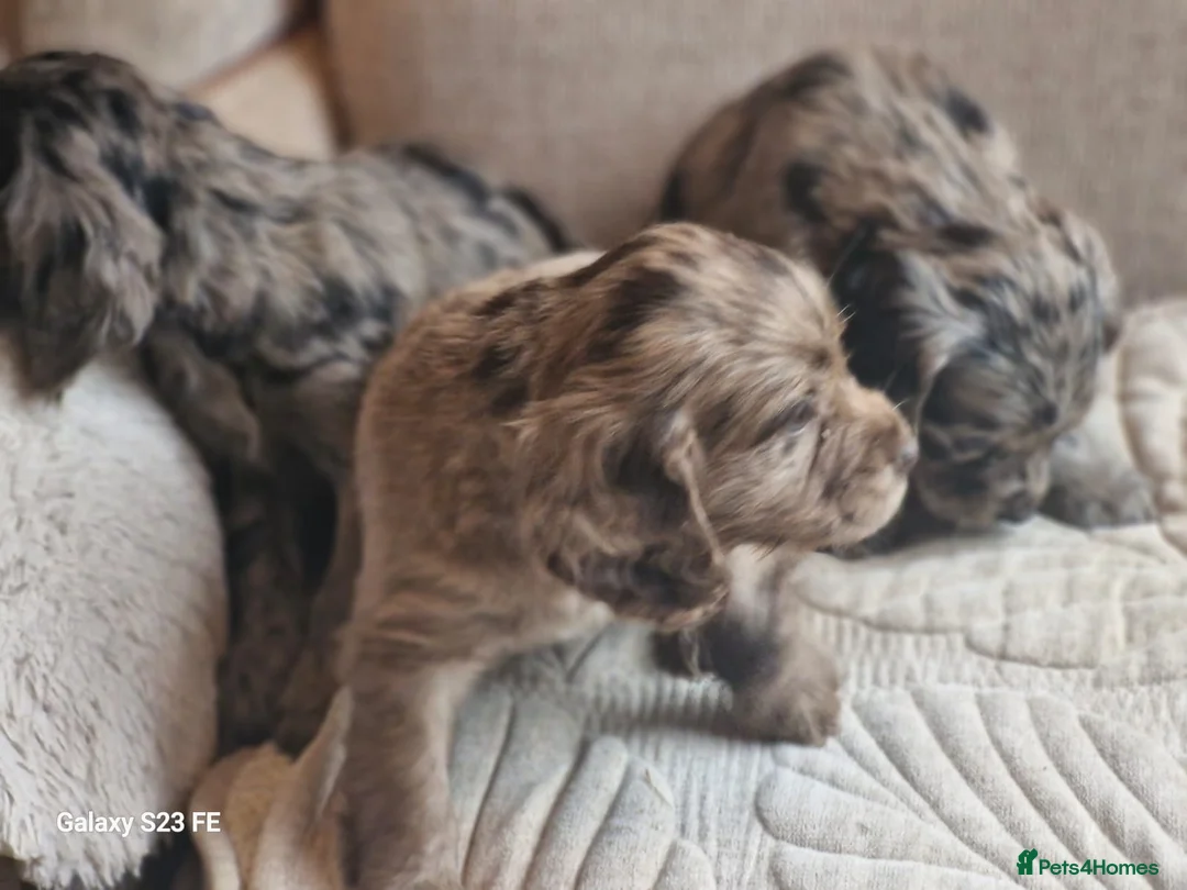 Cocker Spaniel dogs for sale: Mixed litter of Cocker Spaniel puppies  - Advert 30