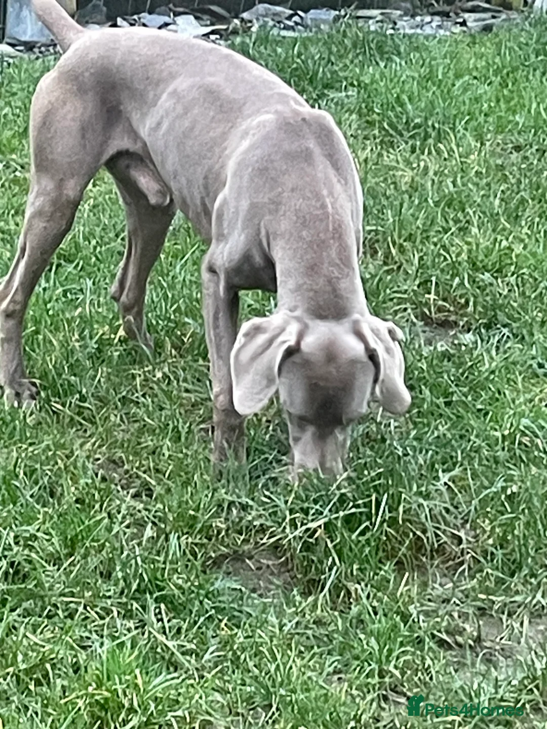 Weimaraner dogs for sale: Weimaraner kc registered  - Advert 11