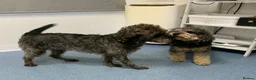 Cockapoo dogs for sale: Beautiful F1b Cockapoo Puppies phantom colours 🐾 - Advert 5