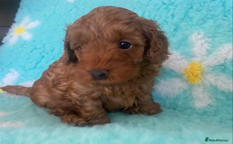 Cavapoo dogs - Advert 1