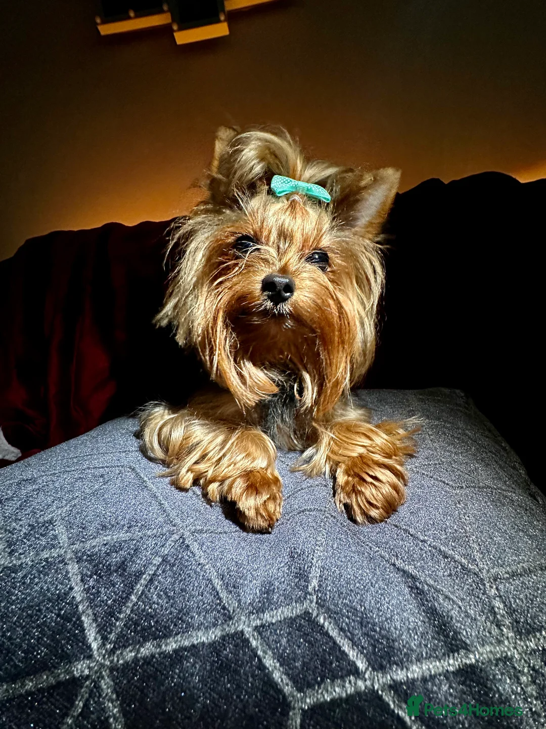 Yorkshire Terrier dogs for stud:  **  Yorkie for stud  in Leicester - Advert 6