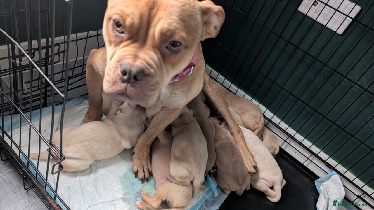Mixed Breed dogs Gorgeous littler of 9 pups  - Advert 7