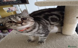 British Shorthair cats for sale: British shorthair tabby - Image 2