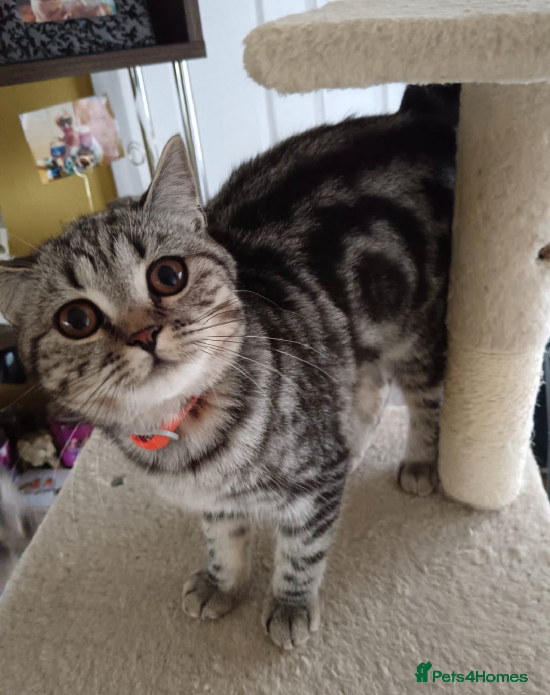 British Shorthair cats for sale: British shorthair tabby - Image 2