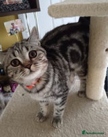 British Shorthair cats - Advert 5