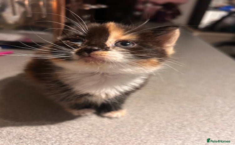 Perdoll cats - Advert 1