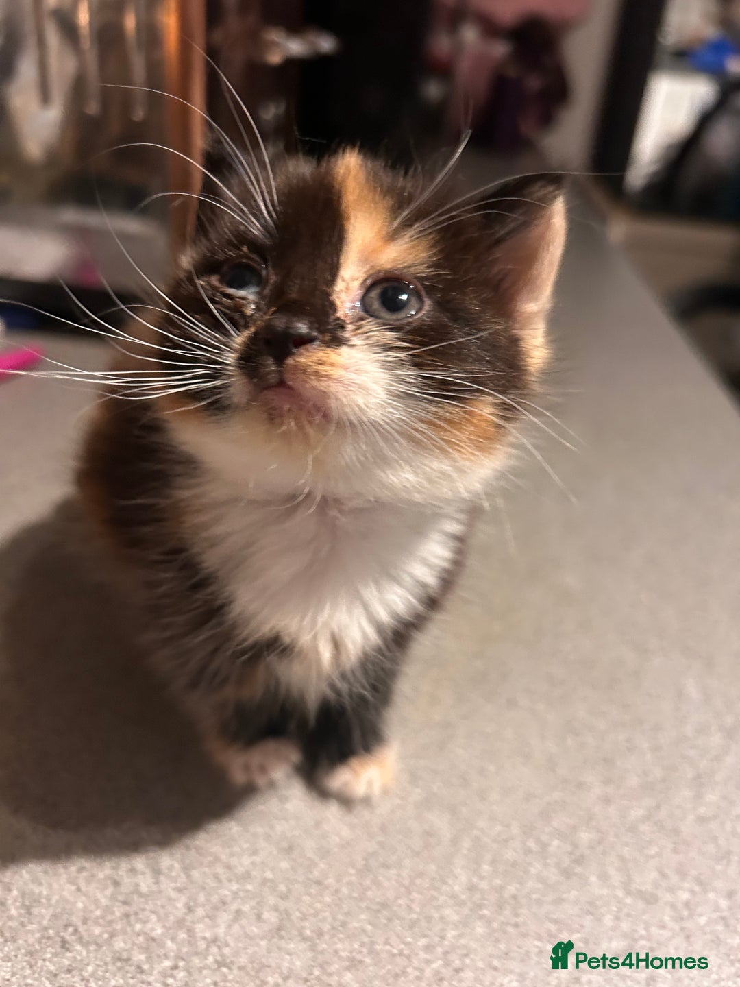 Perdoll cats for sale: Ragdoll  cross kitten (one available )😻 - Image 2