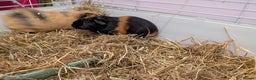 Guinea Pig rodents for sale: 2 male bonded guinea pigs for sale  - Advert 7
